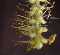  Male Inflorescence - a part